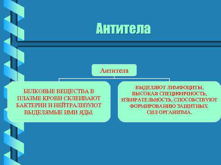 Антитела БЕЛКОВЫЕ ВЕЩЕСТВА В ПЛАЗМЕ КРОВИ СКЛЕИВАЮТ БАКТЕРИИ И НЕЙТРАЛИЗУЮТ ВЫДЕЛЯМЫЕ ИМИ ЯДЫ. ВЫДЕЛЯЮТ