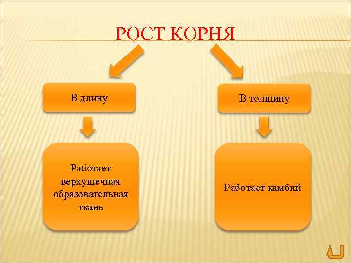 РОСТ КОРНЯ В длину В толщину Работает верхушечная образовательная ткань Работает камбий 