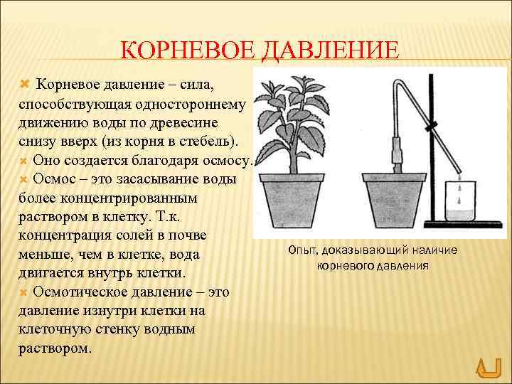 КОРНЕВОЕ ДАВЛЕНИЕ Корневое давление – сила, способствующая одностороннему движению воды по древесине снизу вверх