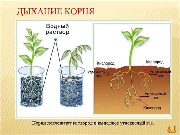 ДЫХАНИЕ КОРНЯ Корни поглощают кислород и выделяют углекислый газ. 