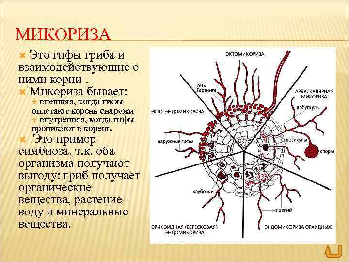 МИКОРИЗА Это гифы гриба и взаимодействующие с ними корни. Микориза бывает: внешняя, когда гифы