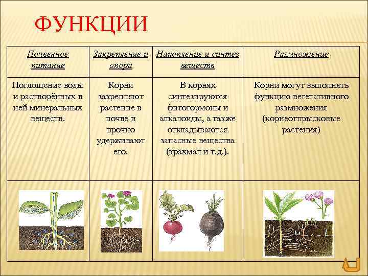 ФУНКЦИИ Почвенное питание Поглощение воды и растворённых в ней минеральных веществ. Закрепление и Накопление