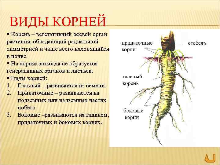 ВИДЫ КОРНЕЙ § Корень – вегетативный осевой орган растения, обладающий радиальной симметрией и чаще