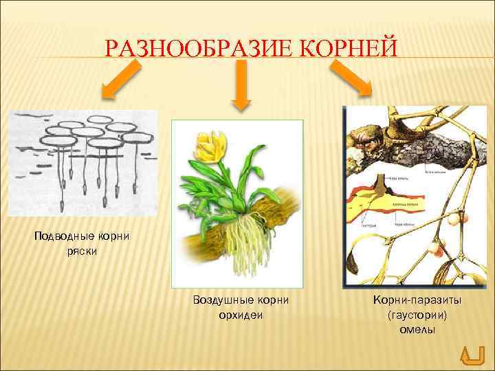 РАЗНООБРАЗИЕ КОРНЕЙ Подводные корни ряски Воздушные корни орхидеи Корни-паразиты (гаустории) омелы 