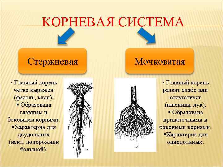 КОРНЕВАЯ СИСТЕМА Стержневая Мочковатая § Главный корень четко выражен (фасоль, клен). § Образована главным