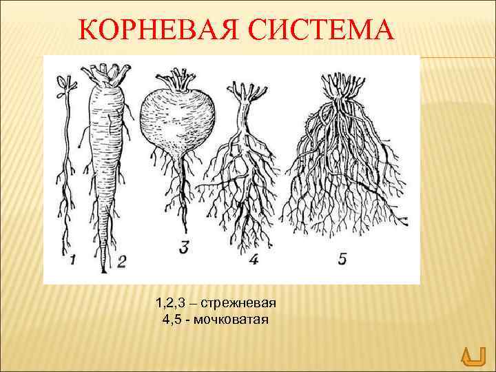 КОРНЕВАЯ СИСТЕМА 1, 2, 3 – стрежневая 4, 5 - мочковатая 