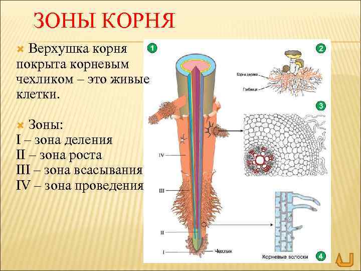 ЗОНЫ КОРНЯ Верхушка корня покрыта корневым чехликом – это живые клетки. Зоны: I –