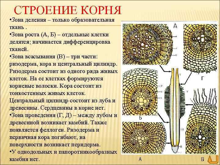 СТРОЕНИЕ КОРНЯ • Зона деления – только образовательная ткань. • Зона роста (А, Б)