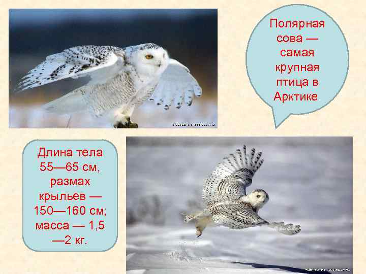 Полярная сова — самая крупная птица в Арктике. Длина тела 55— 65 см, размах