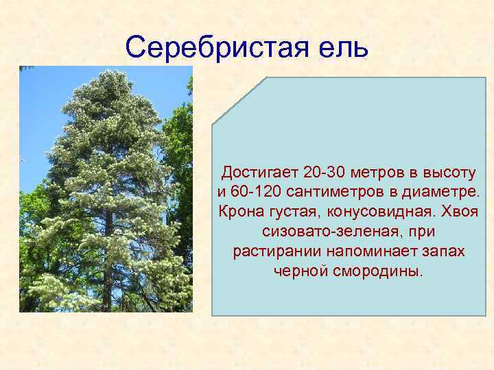 Серебристая ель Достигает 20 -30 метров в высоту и 60 -120 сантиметров в диаметре.