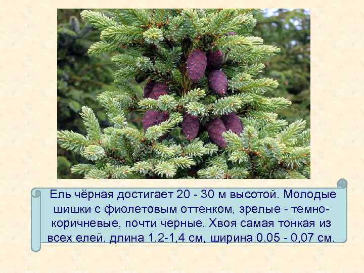 Длинна ели. Ель природная зона. Ели в какой природной зоне. Ель черная описание. Ель черная сообщение.