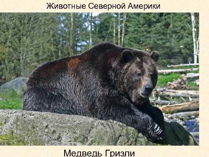 Животные Северной Америки Медведь Гризли 