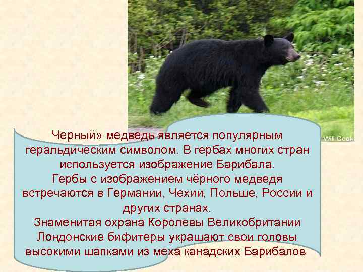 Черный» медведь является популярным геральдическим символом. В гербах многих стран используется изображение Барибала. Гербы