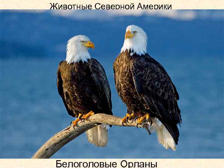 Животные Северной Америки Белоголовые Орланы 