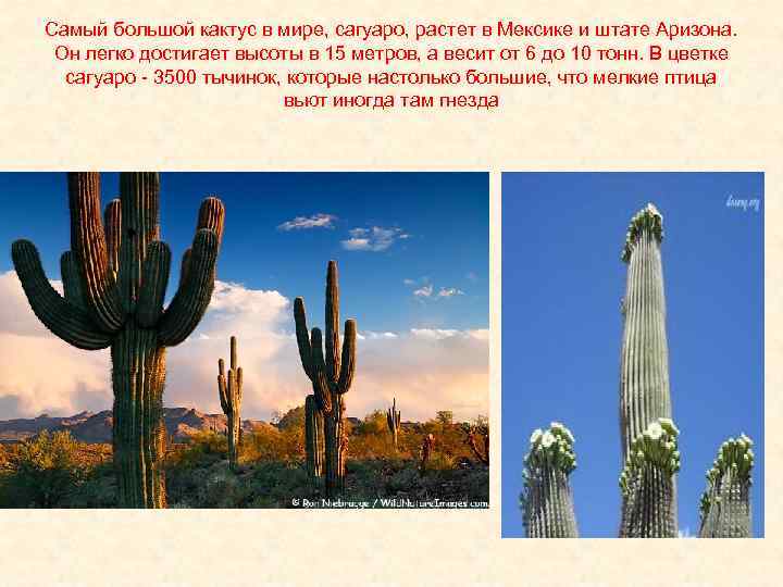 Самый большой кактус в мире, сагуаро, растет в Мексике и штате Аризона. Он легко