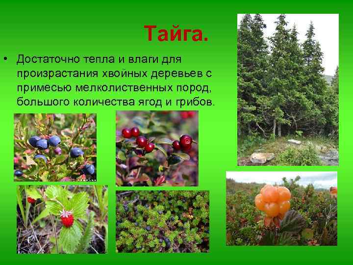 Тайга. • Достаточно тепла и влаги для произрастания хвойных деревьев с примесью мелколиственных пород,
