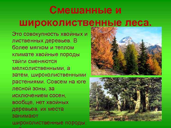 Смешанные и широколиственные леса. Это совокупность хвойных и лиственных деревьев. В более мягком и