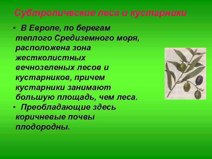Субтропические леса и кустарники • В Европе, по берегам теплого Средиземного моря, расположена зона