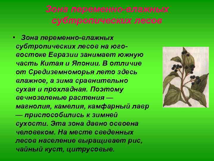 Зона переменно-влажных субтропических лесов • Зона переменно-влажных субтропических лесов на юговостоке Евразии занимает южную