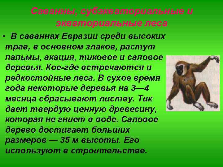Саванны, субэкваториальные и экваториальные леса • В саваннах Евразии среди высоких трав, в основном