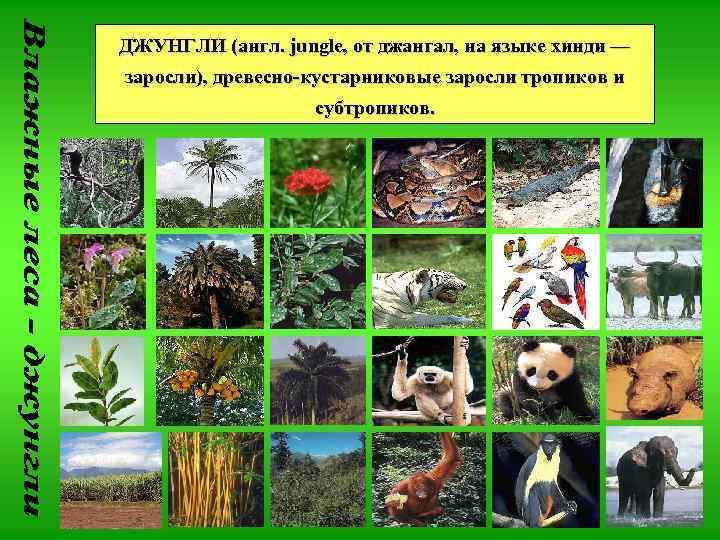 ДЖУНГЛИ (англ. jungle, от джангал, на языке хинди — заросли), древесно-кустарниковые заросли тропиков и