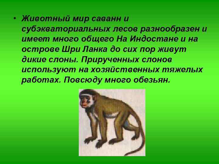  • Животный мир саванн и субэкваториальных лесов разнообразен и имеет много общего На