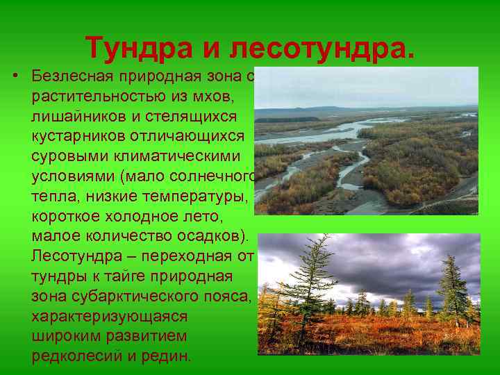 Тундра и лесотундра. • Безлесная природная зона с растительностью из мхов, лишайников и стелящихся