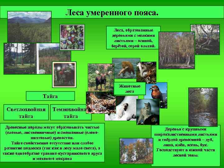 Леса умеренного пояса. Леса, образованные деревьями с мелкими листьями – осиной, берёзой, серой ольхой.