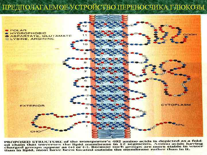 ПРЕДПОЛАГАЕМОЕ УСТРОЙСТВО ПЕРЕНОСЧИКА ГЛЮКОЗЫ 