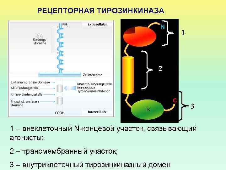РЕЦЕПТОРНАЯ ТИРОЗИНКИНАЗА 1 2 3 1 – внеклеточный N-концевой участок, связывающий агонисты; 2 –