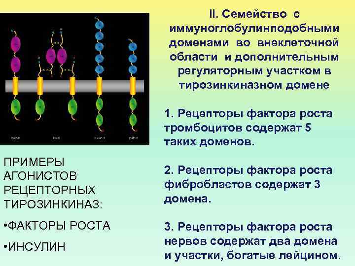II. Семейство с иммуноглобулинподобными доменами во внеклеточной области и дополнительным регуляторным участком в тирозинкиназном