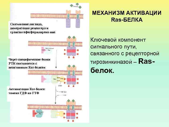 Связывание лиганда, димеризация рецептора и трансавтофосфорилирова-ние МЕХАНИЗМ АКТИВАЦИИ Ras-БЕЛКА Ключевой компонент сигнального пути, связанного
