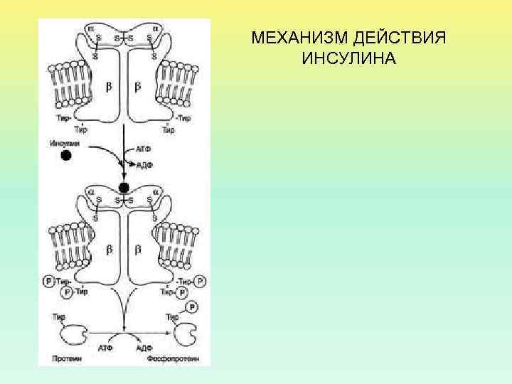 МЕХАНИЗМ ДЕЙСТВИЯ ИНСУЛИНА 