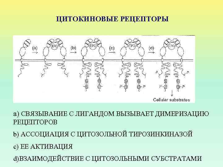 ЦИТОКИНОВЫЕ РЕЦЕПТОРЫ а) СВЯЗЫВАНИЕ С ЛИГАНДОМ ВЫЗЫВАЕТ ДИМЕРИЗАЦИЮ РЕЦЕПТОРОВ b) АССОЦИАЦИЯ С ЦИТОЗОЛЬНОЙ ТИРОЗИНКИНАЗОЙ