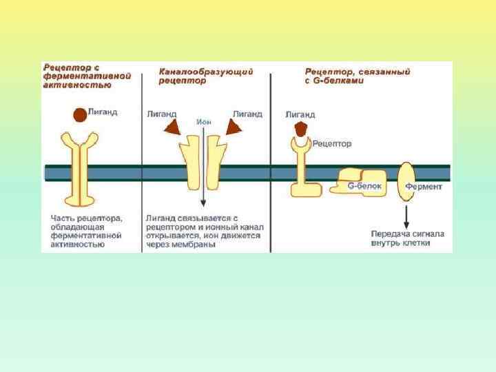 Действия рецепторов. Классификация клеточных рецепторов по локализации. Рецепторы анализаторов. Механизм деятельности рецепторов клеточной поверхности?. Рецепторы с фоновой активностью.