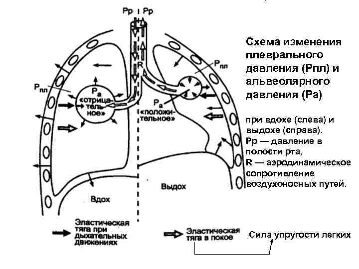 Схема изменения плеврального давления (Рпл) и альвеолярного давления (Ра) при вдохе (слева) и выдохе
