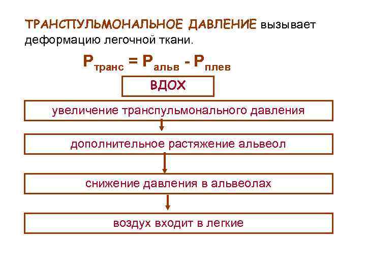 ТРАНСПУЛЬМОНАЛЬНОЕ ДАВЛЕНИЕ вызывает деформацию легочной ткани. Ртранс = Ральв - Рплев ВДОХ увеличение транспульмонального