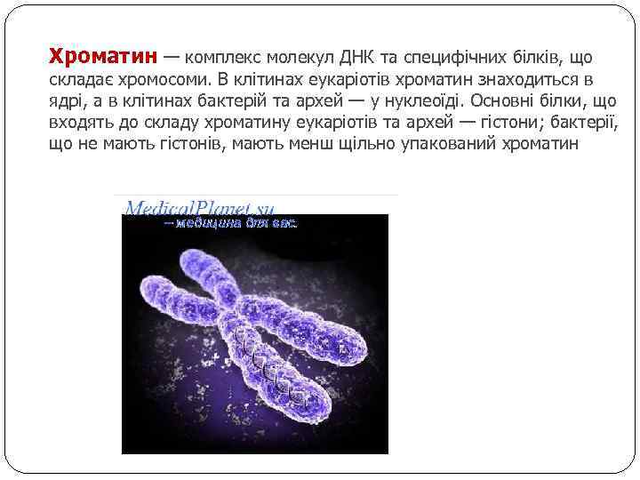 Хроматин — комплекс молекул ДНК та специфічних білків, що складає хромосоми. В клітинах еукаріотів