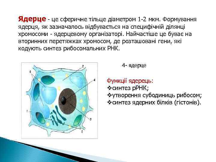Ядерце - це сферичне тільце діаметром 1 -2 мкм. Формування ядерця, як зазначалось відбувається