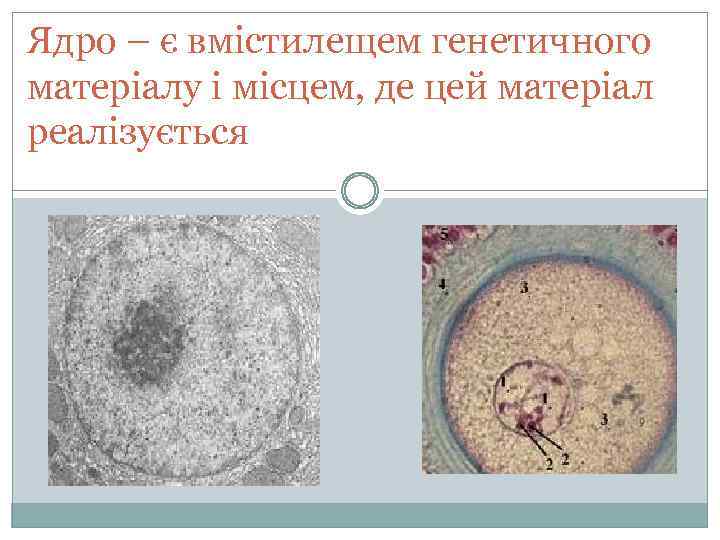 Ядро – є вмістилещем генетичного матеріалу і місцем, де цей матеріал реалізується 