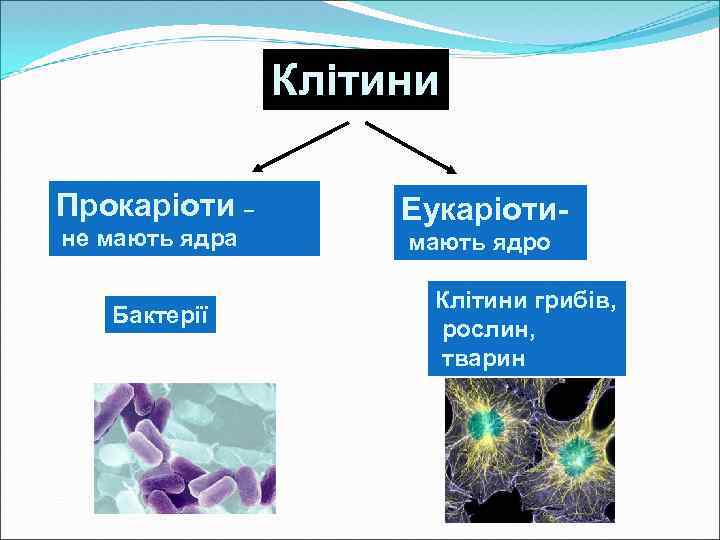 Клітини Прокаріоти – не мають ядра Бактерії Еукаріотимають ядро Клітини грибів, рослин, тварин 