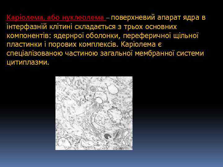Каріолема, або нуклеолема – поверхневий апарат ядра в інтерфазній клітині складається з трьох основних