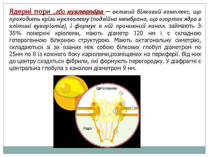 Ядерні пори , або нуклеопо ра — великий білковий комплекс, що проходить крізь нуклеолему