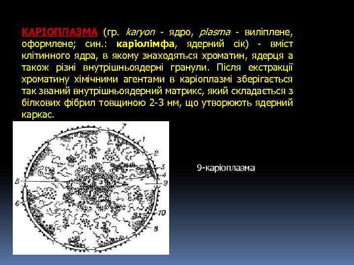 КАРІОПЛАЗМА (гр. karyon - ядро, plasma - виліплене, оформлене; син. : каріолімфа, ядерний сік)