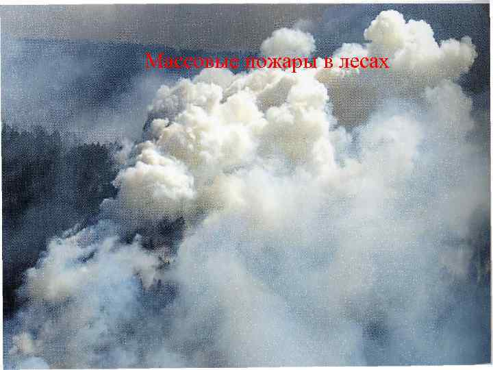 Массовые пожары в лесах 