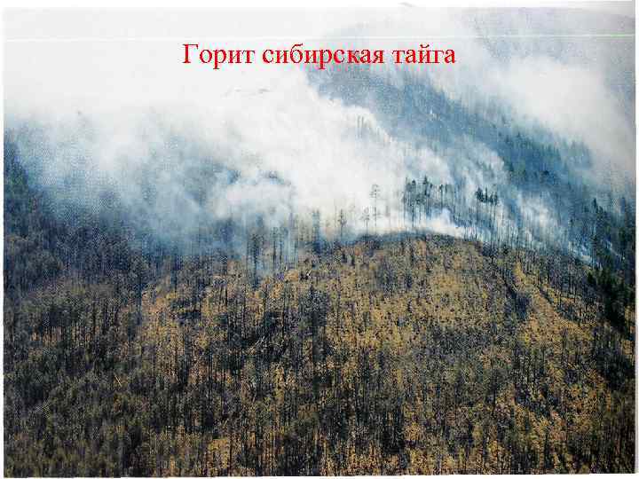 Горит сибирская тайга 