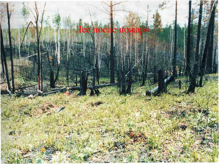 Лес после пожара 