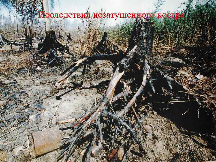 Последствия незатушенного костра 