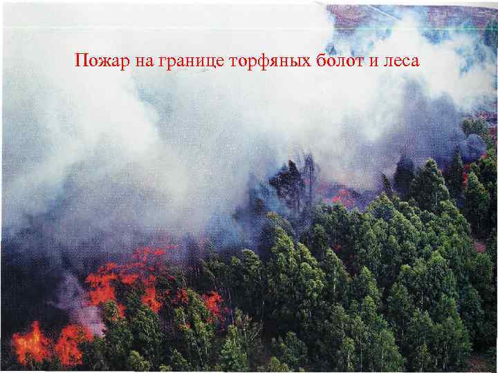 Пожар на границе торфяных болот и леса 