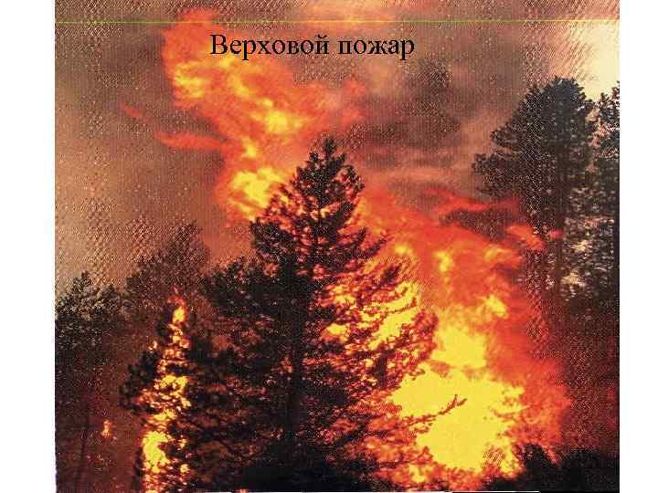 Верховой пожар 